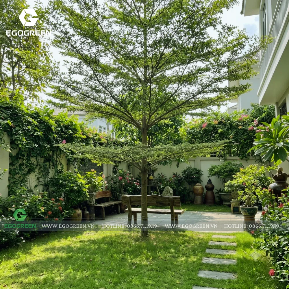 Bàng Đài Loan vừa tạo bóng mát vừa mang lại vẻ đẹp hiện đại. 